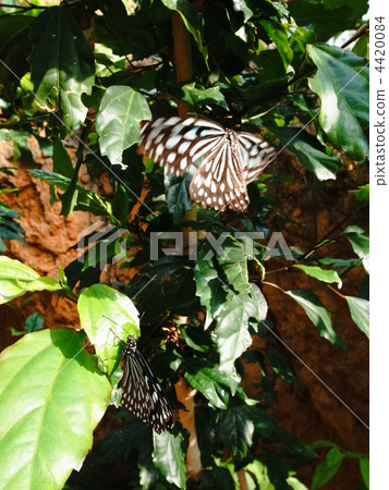 ceylon blue glassy tiger, courting, butterfly 4420084