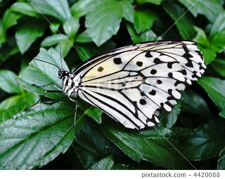 rice paper butterfly, tree nymph butterfly, butterfly 4420088