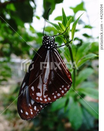 chestnut tiger butterfly, butterfly, butterflies 4420094