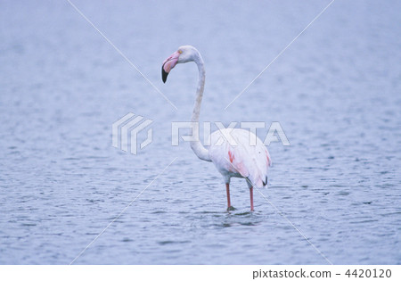 Ooh Flamingo 4420120