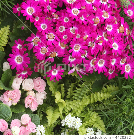Cineria and Primula Candy Magic 4420222