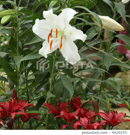 Casablanca and Tiny Hope Casablanca and Tiny Hope 4420255