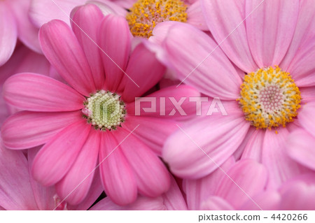 Cineraria Cineraria 4420266