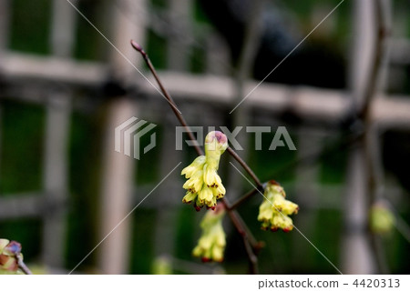 Toshi sickle Toshi sickle 4420313