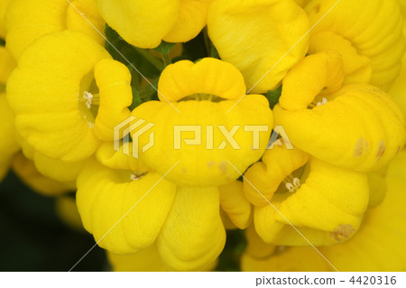 Calceulararia 4420316