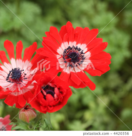 Anemones 4420356