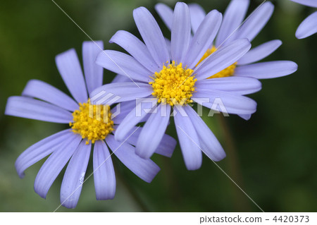 藍色雛菊 4420373