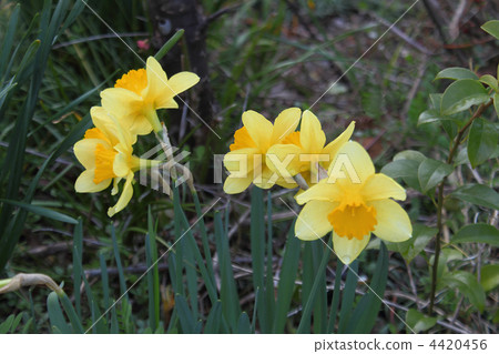 Narcissus Narcissus 4420456