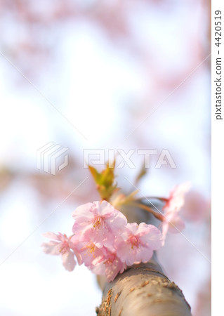 櫻花 櫻 賞櫻 4420519