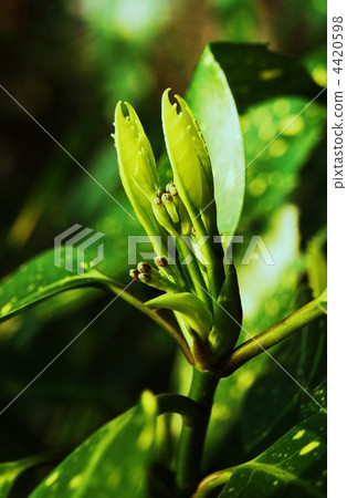 Flower buds and sprouts / longitudinal position of Aoki 4420598