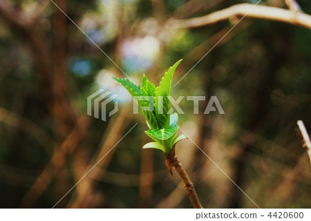 Shoot and lateral position of Yamaha hydrangea 4420600