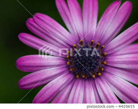 花朵 花 花卉 4420655