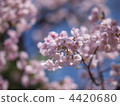 櫻花 櫻 賞櫻 4420680