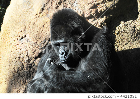 西羅蘭大猩猩02 西羅蘭大猩猩02 4421051