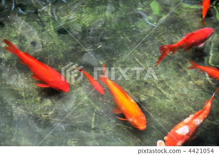 Carp of a garden pond loved by a literary person 4421054