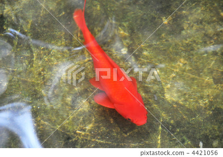 鯉魚在花園池塘里受到文人02的喜愛 4421056