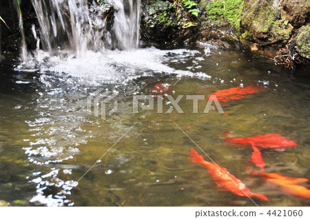 花園和池塘深受文人喜愛 4421060