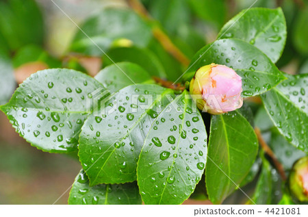 Camellia lucky daughter 4421081