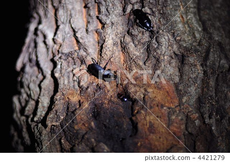 Satoyama's night, insect collection 4421279