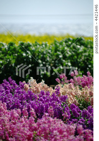 Haitatsu的花園 4421446