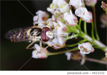 A type of portrait of Hanaab 4421532