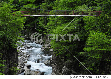 Fishing bridge near the Mitarai Valley (early summer) 4421842