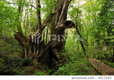  Wakaike's large wig 4421850