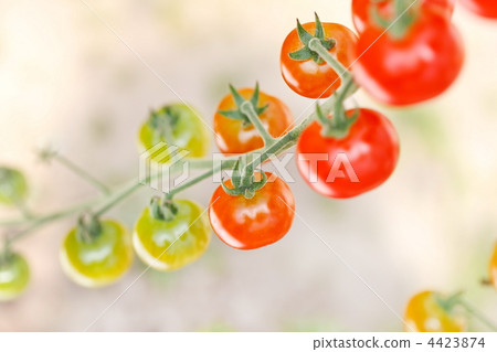 garden tomatoes garden tomatoes 4423874