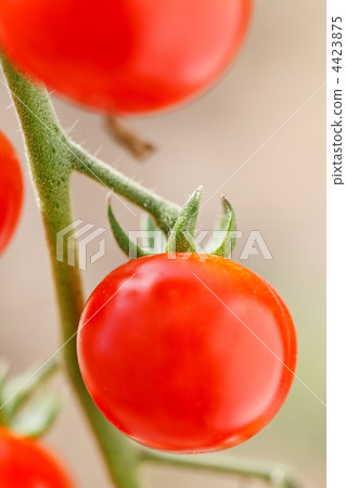 garden tomatoes garden tomatoes 4423875