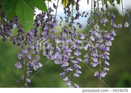 Wisteria 4424078