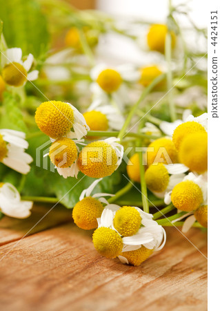 Chamomiles and mint Chamomiles and mint 4424151