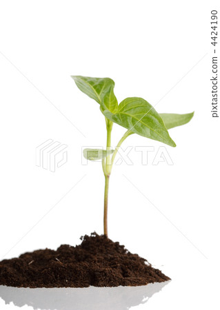 Young plant Young plant 4424190