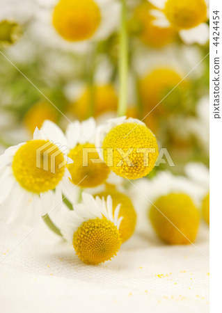 Chamomiles Chamomiles 4424454