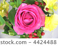Rose flower Rose flower 4424488