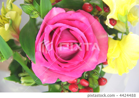 玫瑰花 玫瑰花 4424488