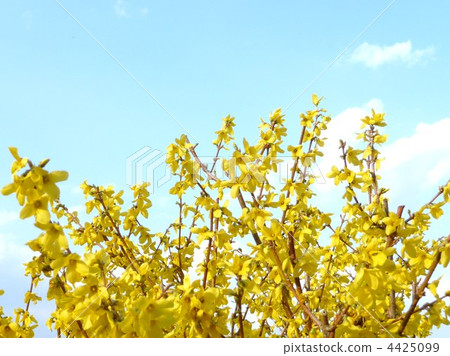 Blue Sky and Forsythia 4425099