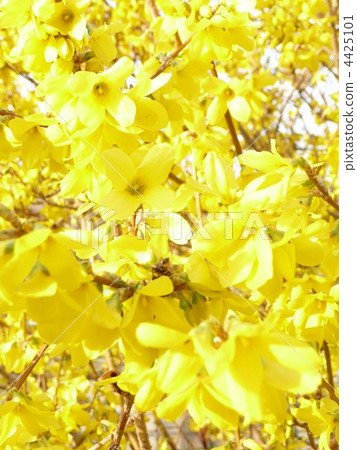 Spring is in full bloom♪ 4425101