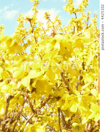 Blue Sky and Forsythia 4425102