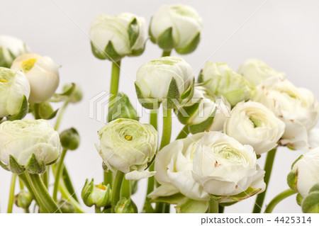 white Ranunculus white Ranunculus 4425314