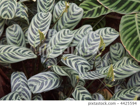 karatea-fumirio, marantaceae, arrowroot family 4425594