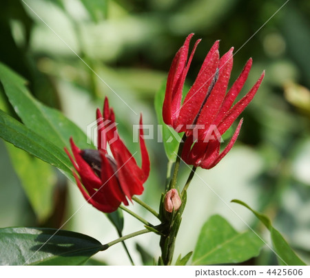 花朵 花 花卉 4425606