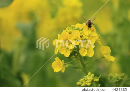 Yellow rape flower and bee at Terrane park 4425885