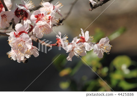 White plum blossoms at the treasure chestnut 4425886
