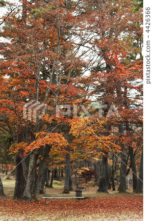 Autumn leaves and benches Autumn leaves and benches 4426366
