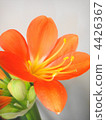 Kunsiran 4426367