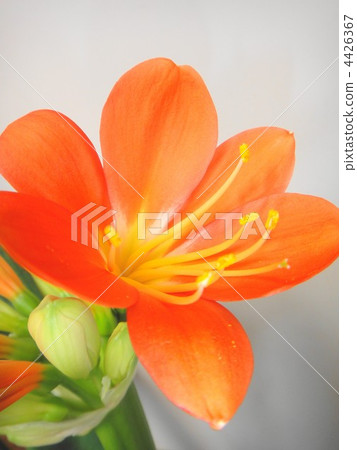 Kunsiran Kunsiran 4426367