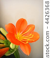 Kunsiran 4426368