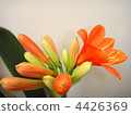 Kunsiran 4426369