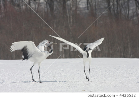 endangered species, red-crowned crane, crane 4426532