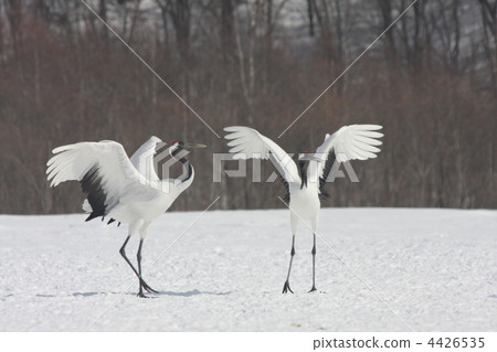endangered species, red-crowned crane, crane 4426535